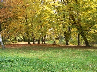 p1.jpg